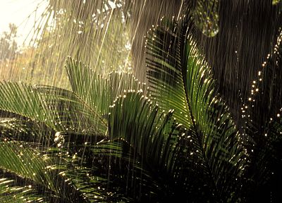 nature, trees, rain, jungle, forests, plants, ferns - random desktop wallpaper