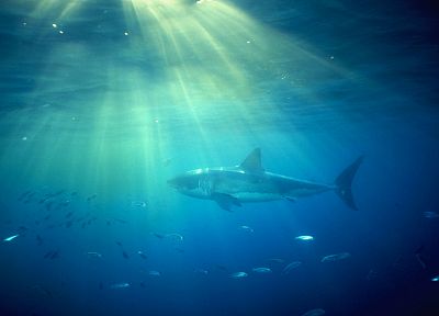 ocean, white, sharks - duplicate desktop wallpaper