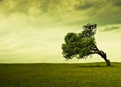 green, nature, trees - desktop wallpaper