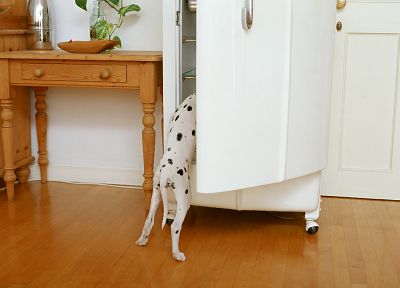 animals, dogs, dalmatians - related desktop wallpaper