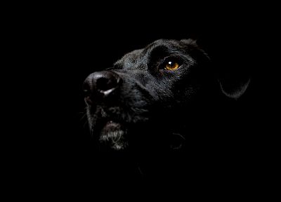 black, dogs, Labrador Retriever, black background - desktop wallpaper