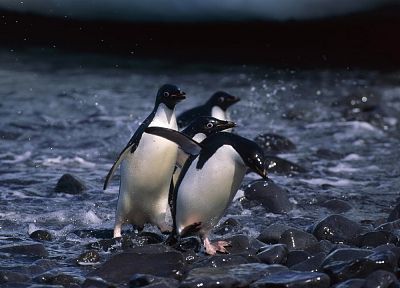 nature, birds, penguins - desktop wallpaper