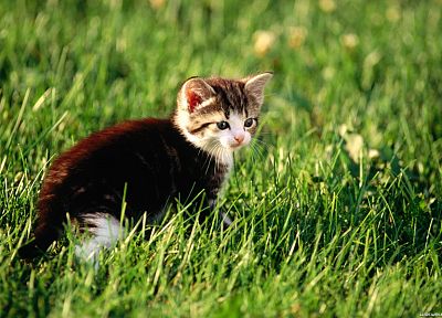 cats, animals, grass, kittens - desktop wallpaper