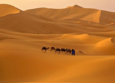 landscapes, sand, deserts, camels - random desktop wallpaper