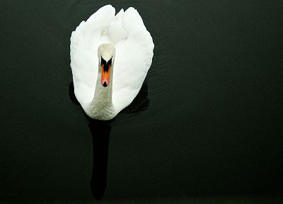 birds, swans - duplicate desktop wallpaper