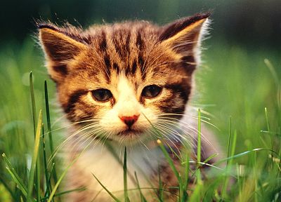 cats, animals, grass, kittens, baby animals - desktop wallpaper