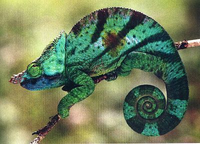 chameleons, reptiles - duplicate desktop wallpaper