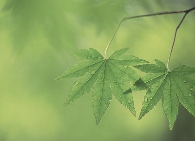 green, nature, leaf, leaves, plants, water drops - related desktop wallpaper