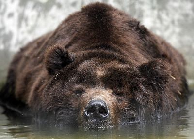 grizzly bears, bears - related desktop wallpaper