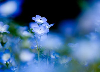blue, nature, flowers, macro, blue flowers - random desktop wallpaper