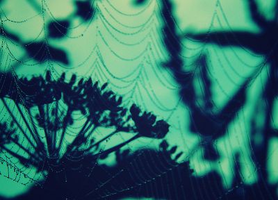 web, spider webs - random desktop wallpaper