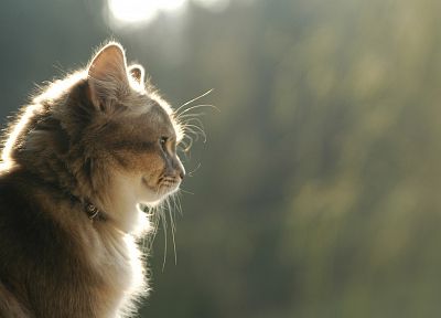 cats, animals, feline, kittens, pets - duplicate desktop wallpaper