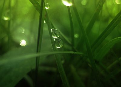 green, landscapes, nature, grass, water drops, macro - random desktop wallpaper