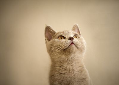 cats, animals, pets - duplicate desktop wallpaper
