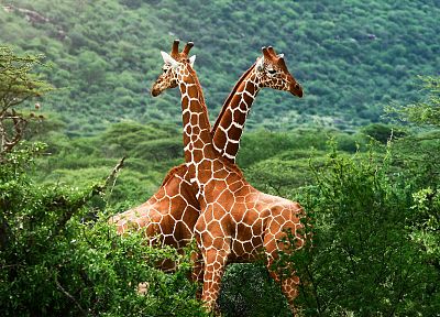 nature, trees, animals, giraffes - desktop wallpaper