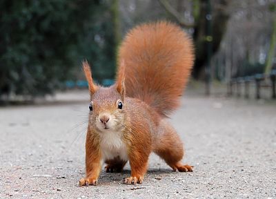 animals, outdoors, squirrels - desktop wallpaper