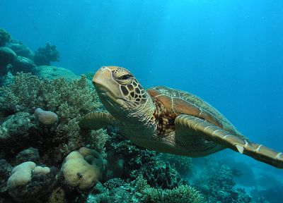 turtles, aquatic, underwater, sealife - related desktop wallpaper