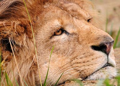 animals, lions - desktop wallpaper