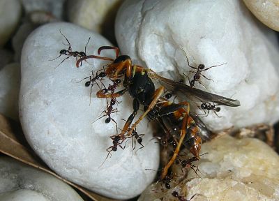 ants - random desktop wallpaper