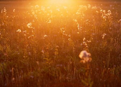 nature, flowers, summer, sunlight - desktop wallpaper