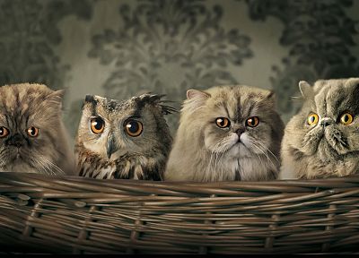 cats, owls, camouflage - duplicate desktop wallpaper
