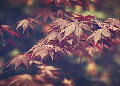 nature, leaves - duplicate desktop wallpaper