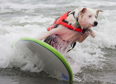 animals, dogs, pets, beaches - desktop wallpaper