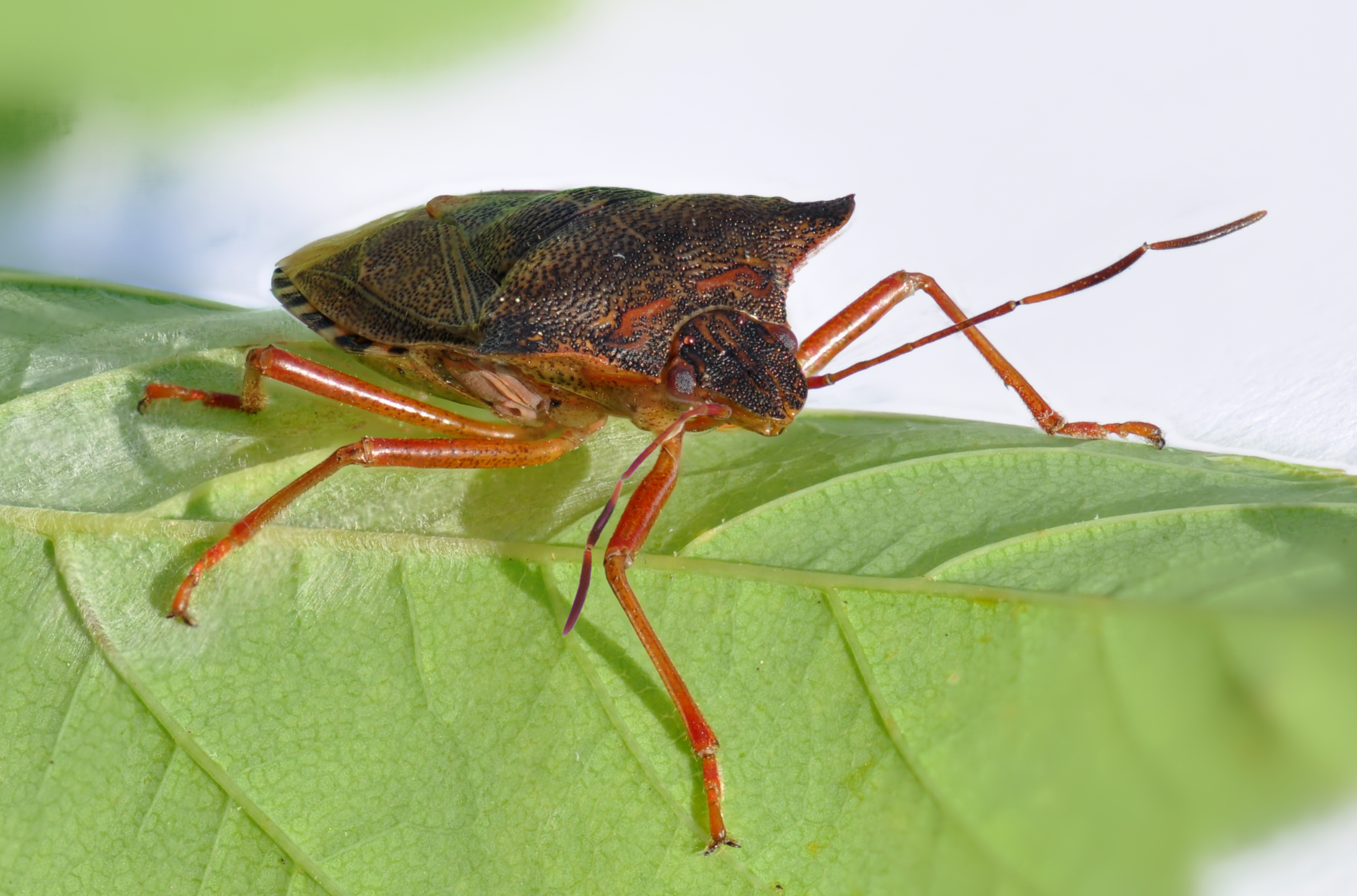 close-up, nature, insects, bugs, macro, Stink Bug, Shield Bug - desktop wallpaper