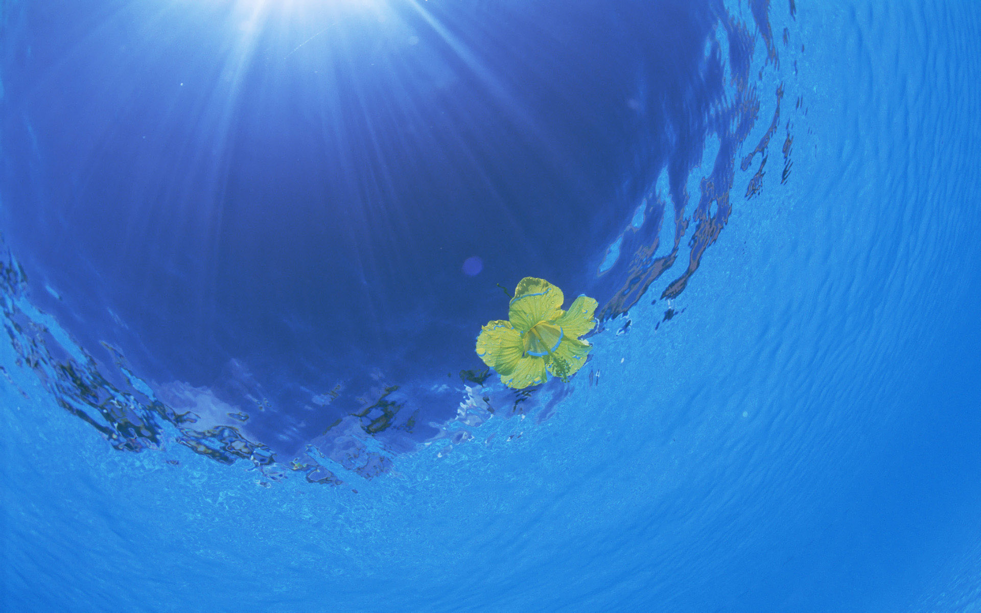 water, sunlight, yellow flowers, sea - desktop wallpaper
