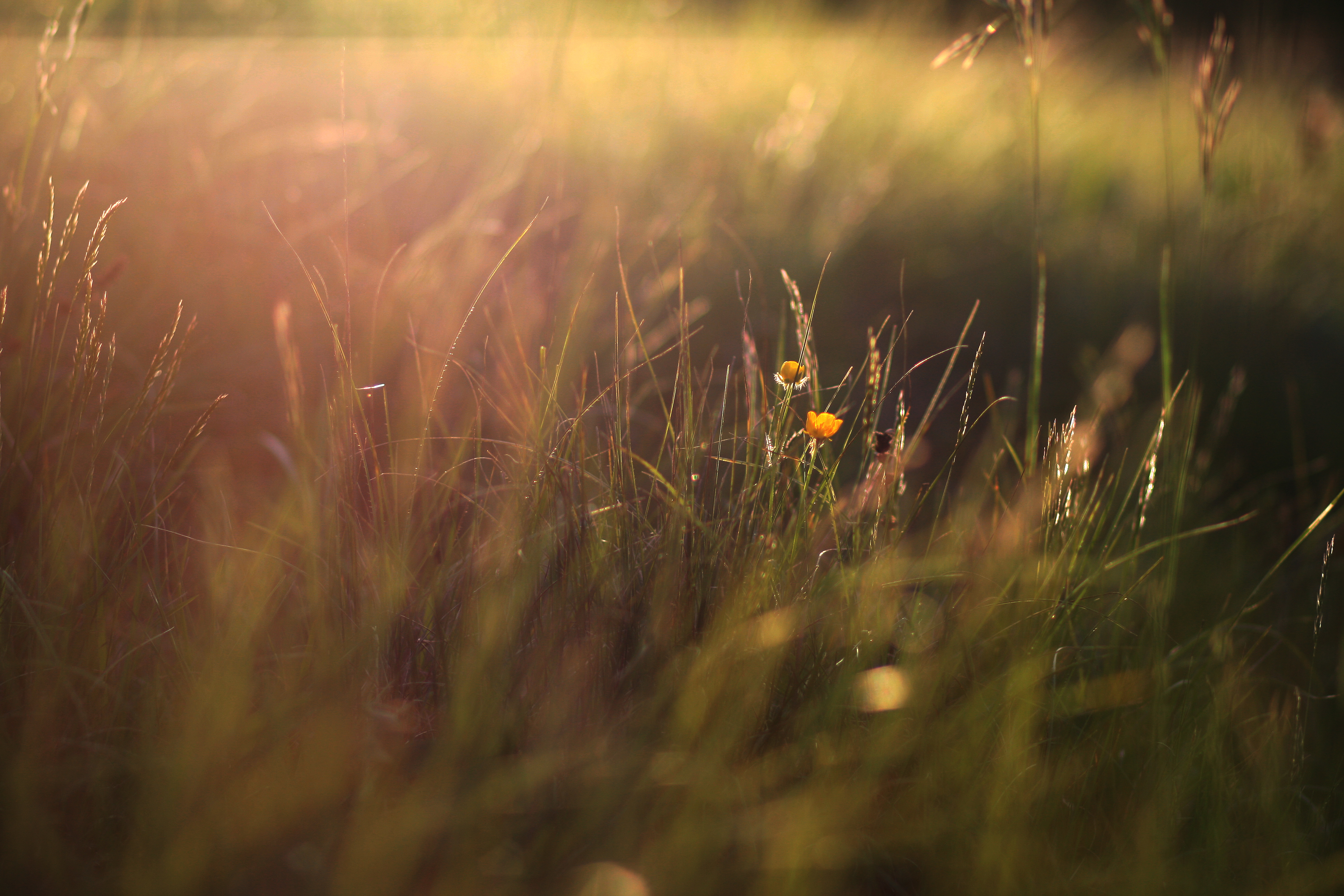 nature, flowers, grass, plants, sunlight, macro - desktop wallpaper