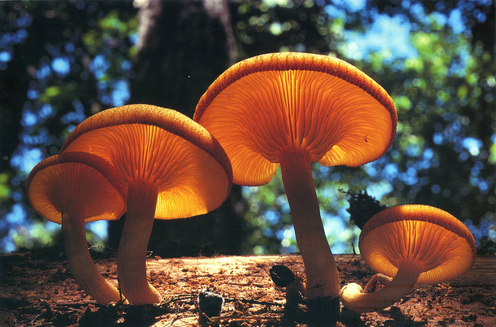 mushrooms, depth of field - desktop wallpaper