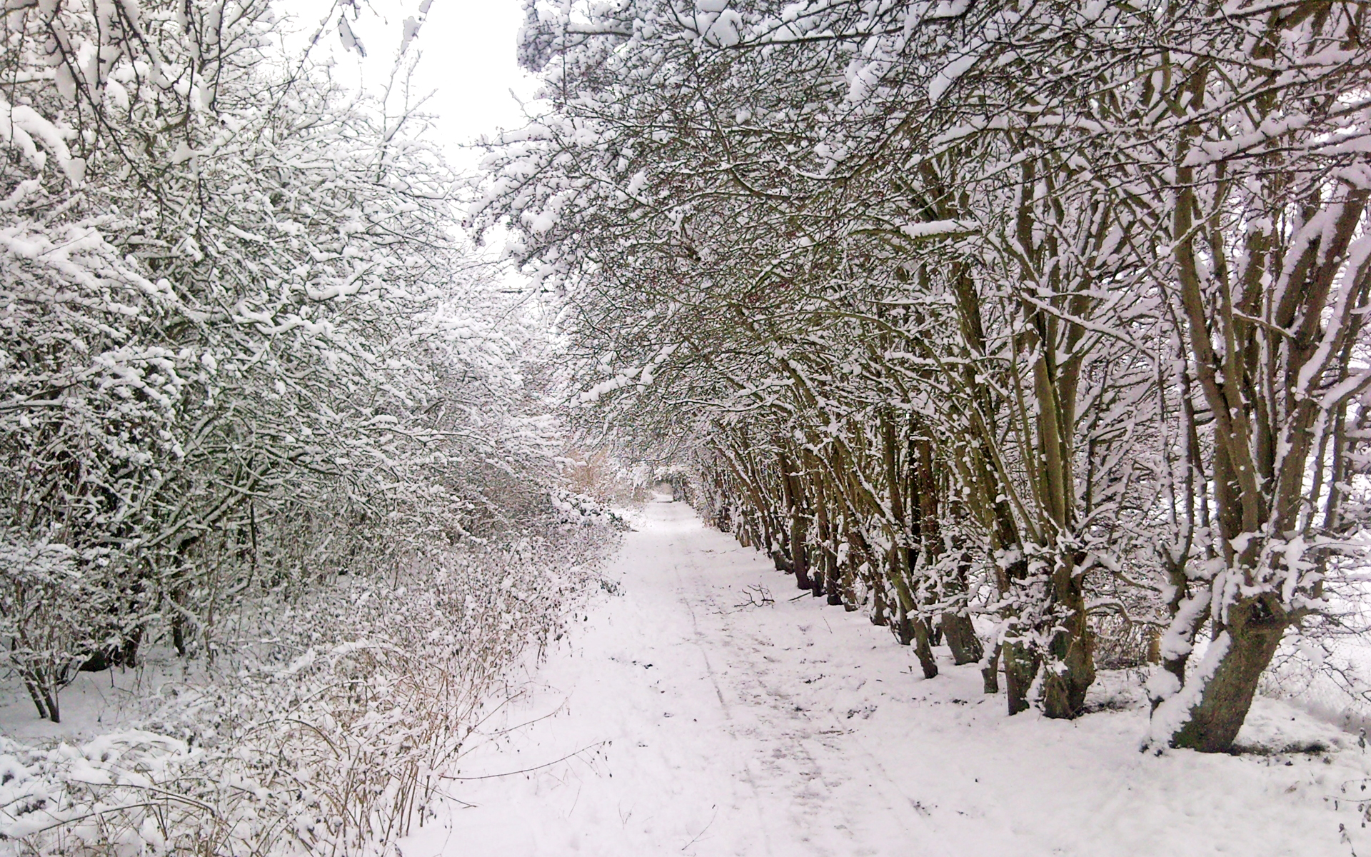 nature, winter, forests, roads, track, snow landscapes - desktop wallpaper