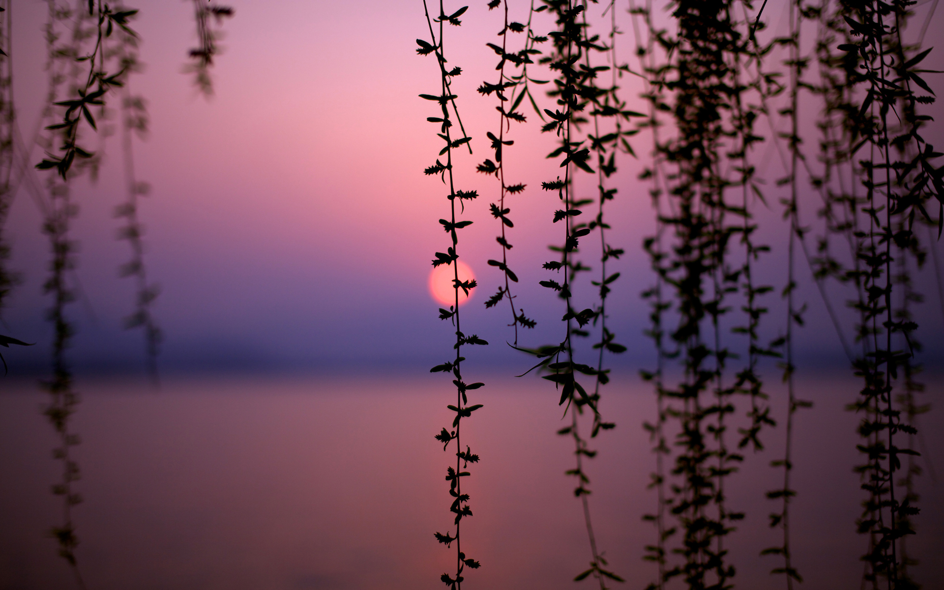 sunset, nature, trees, lakes, vines - desktop wallpaper