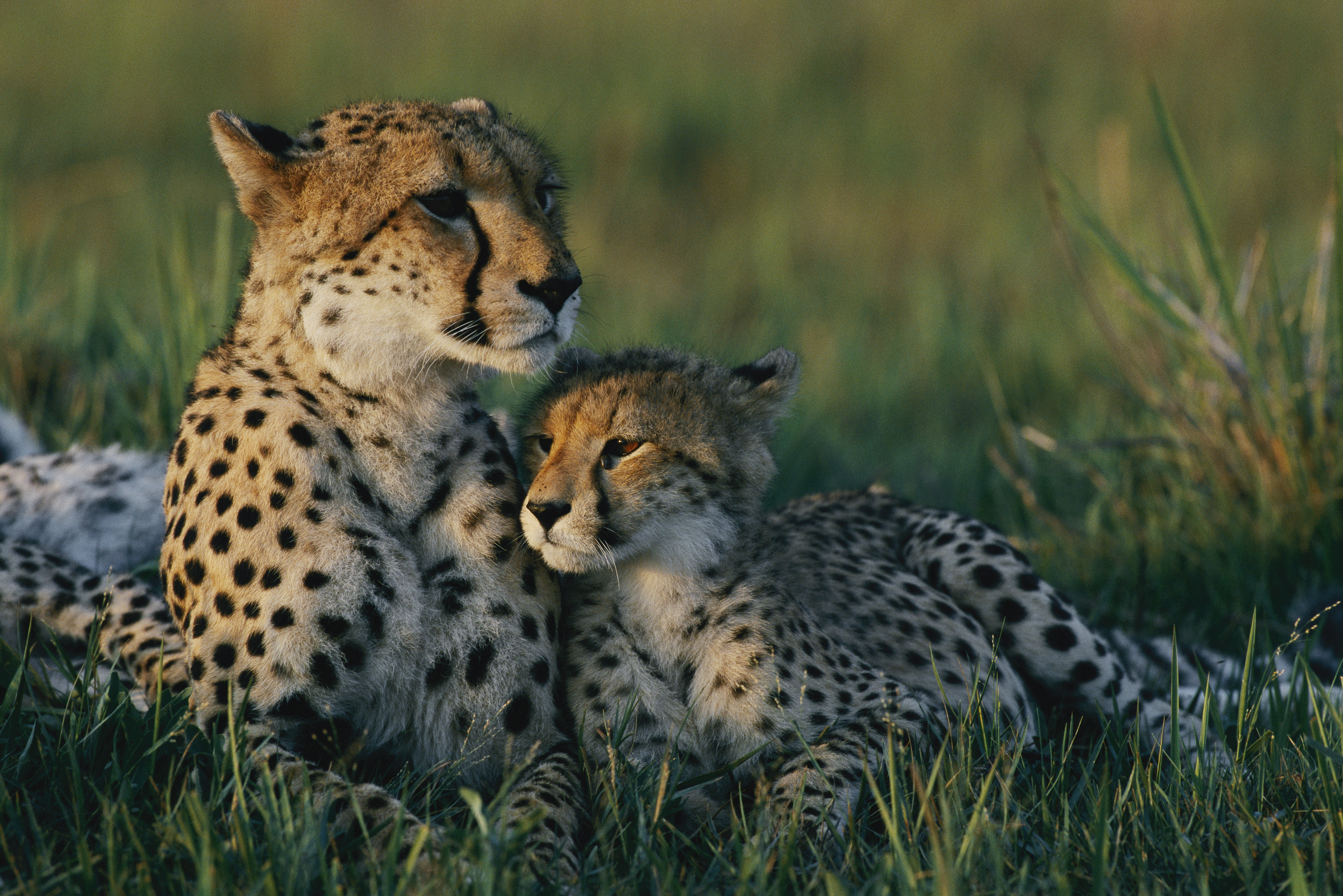 Животные и их потомства окружающий мир. Семейство гепардов. Гепард самка. Детеныш гепарда. Детеныш леопарда.