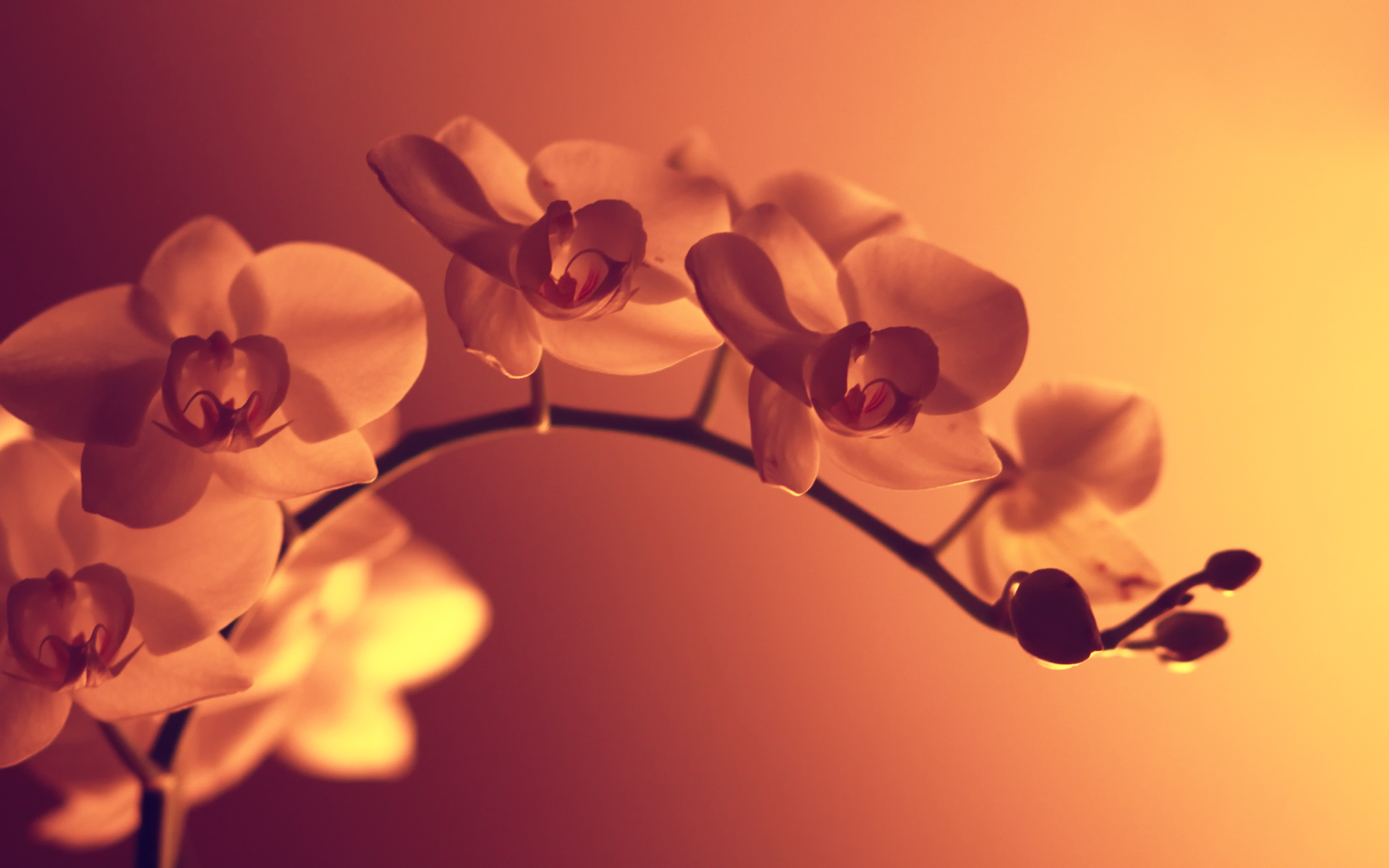 flowers, sepia, monochrome - desktop wallpaper