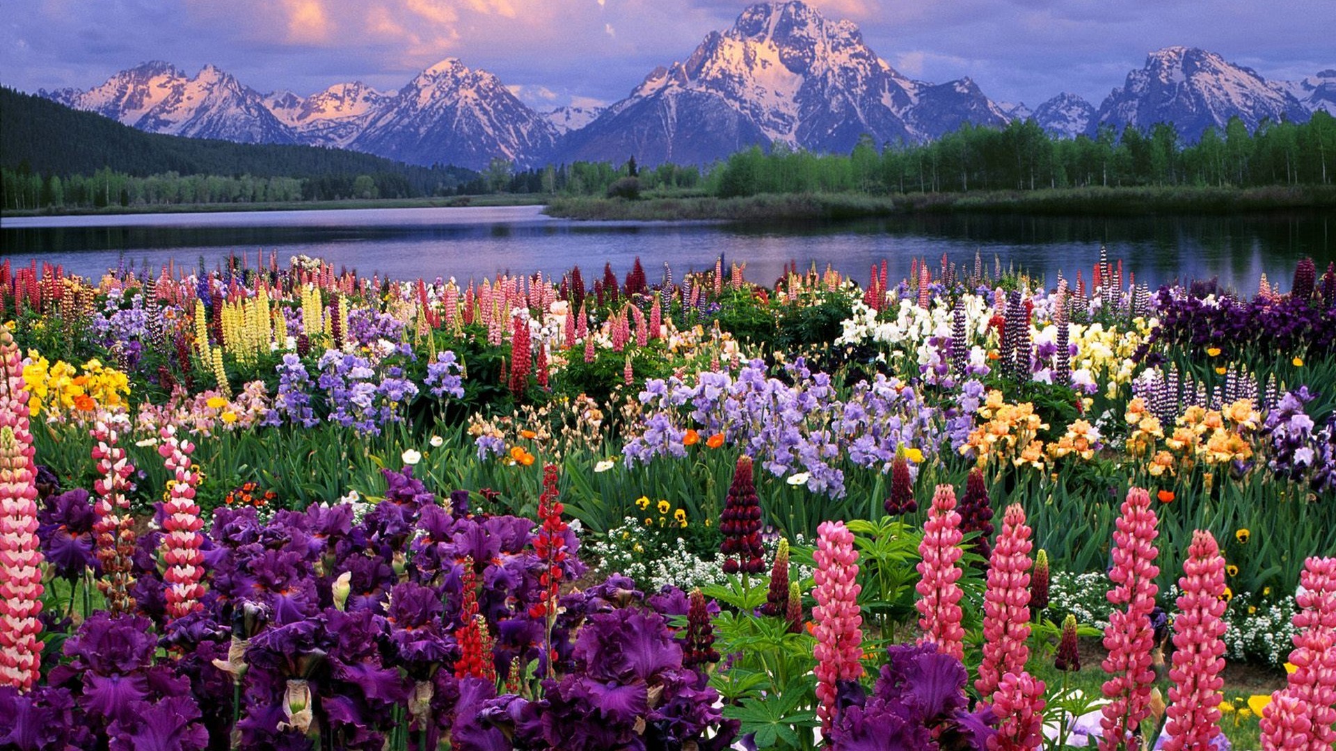 flowers, wildlife, grand, Wyoming - desktop wallpaper