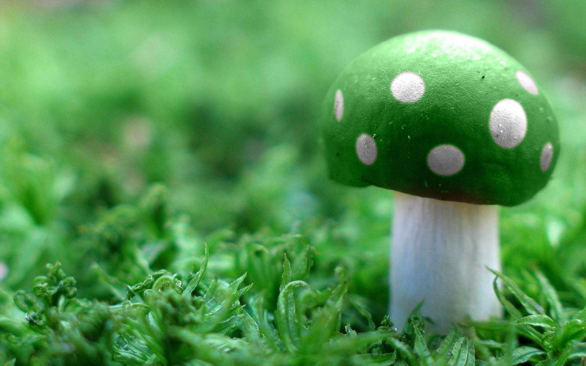 green, mushrooms - desktop wallpaper