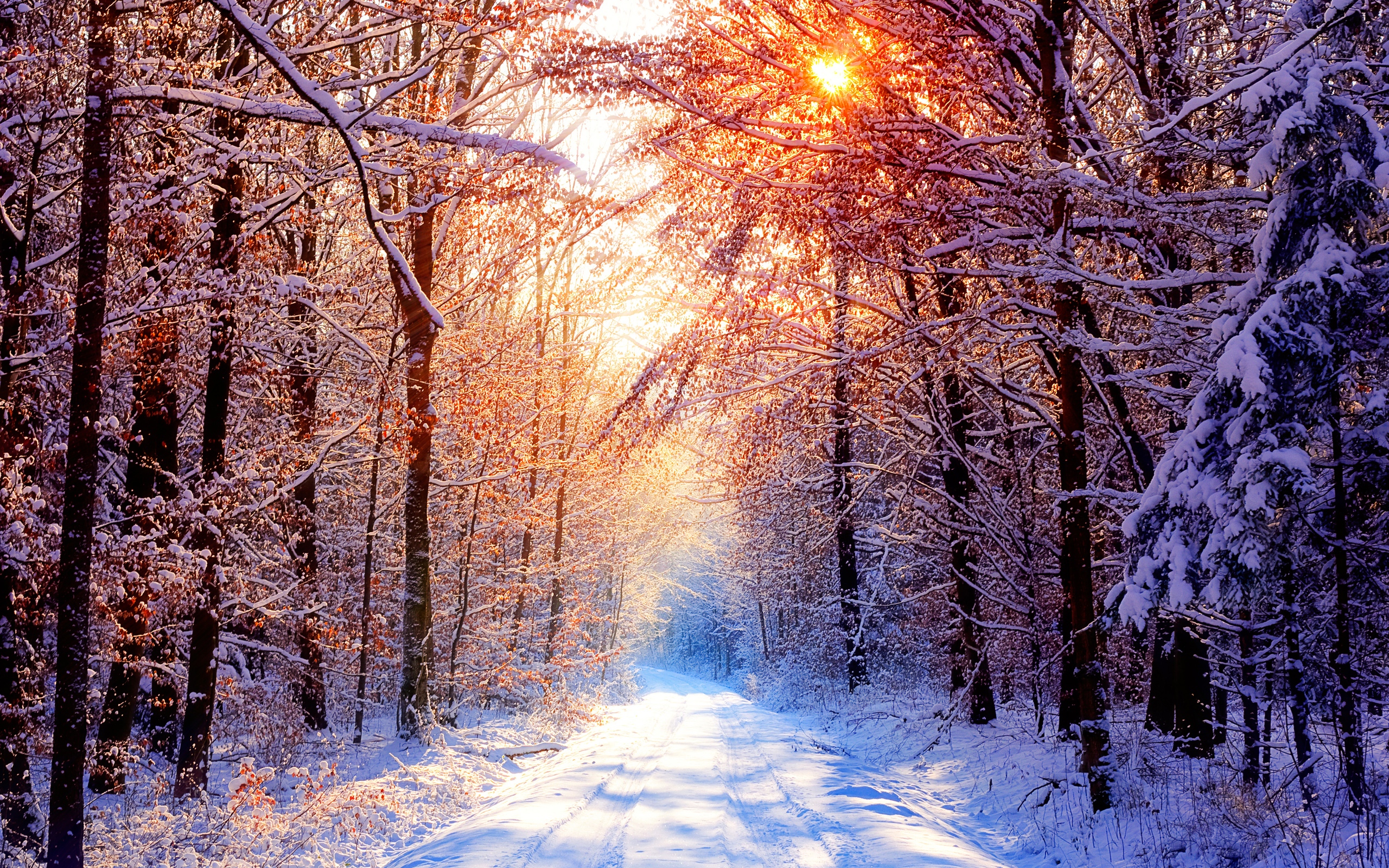 landscapes, winter, snow, forests - desktop wallpaper