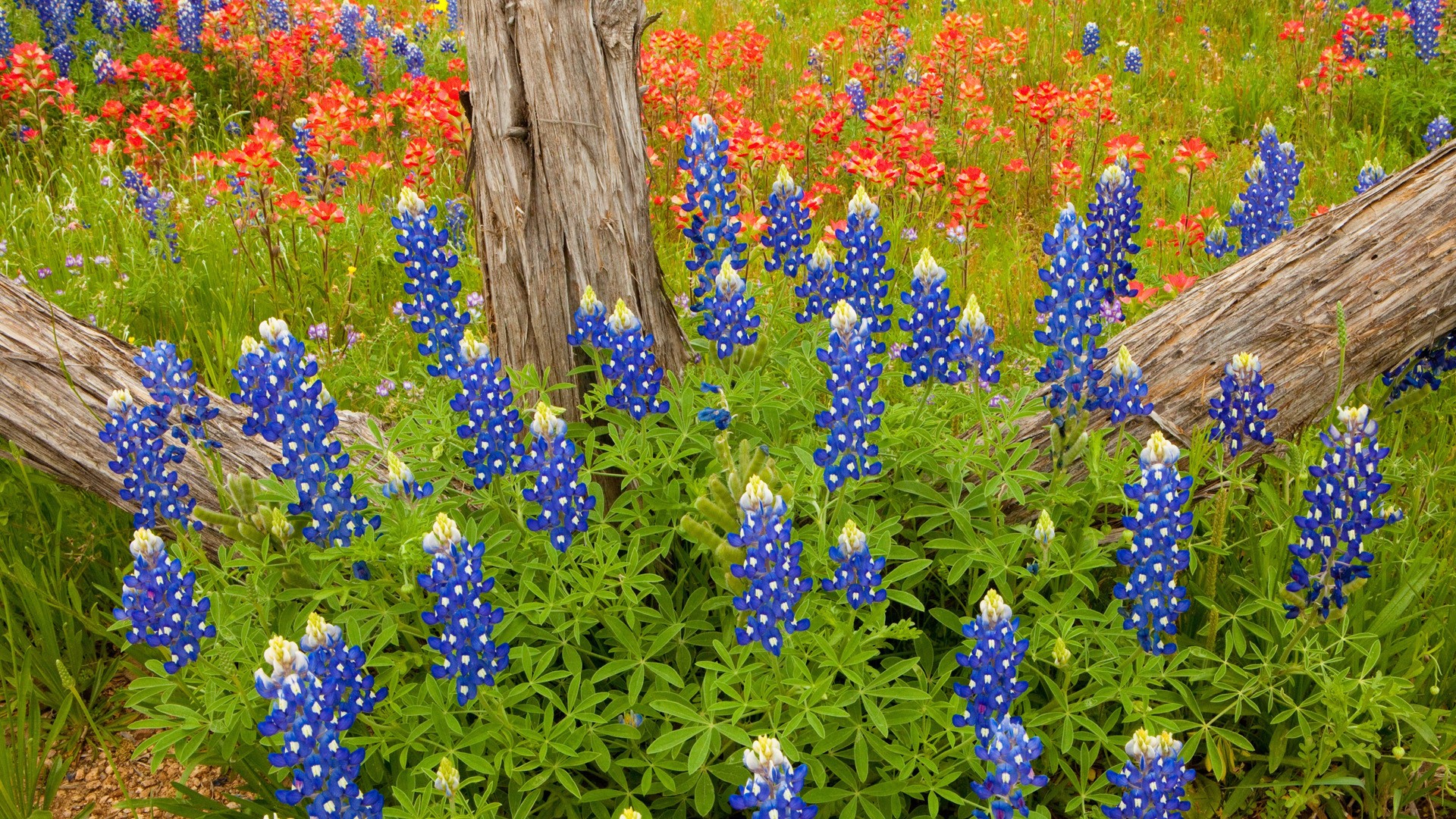 blue, Country, Texas, blue flowers, Bluebonnet - desktop wallpaper