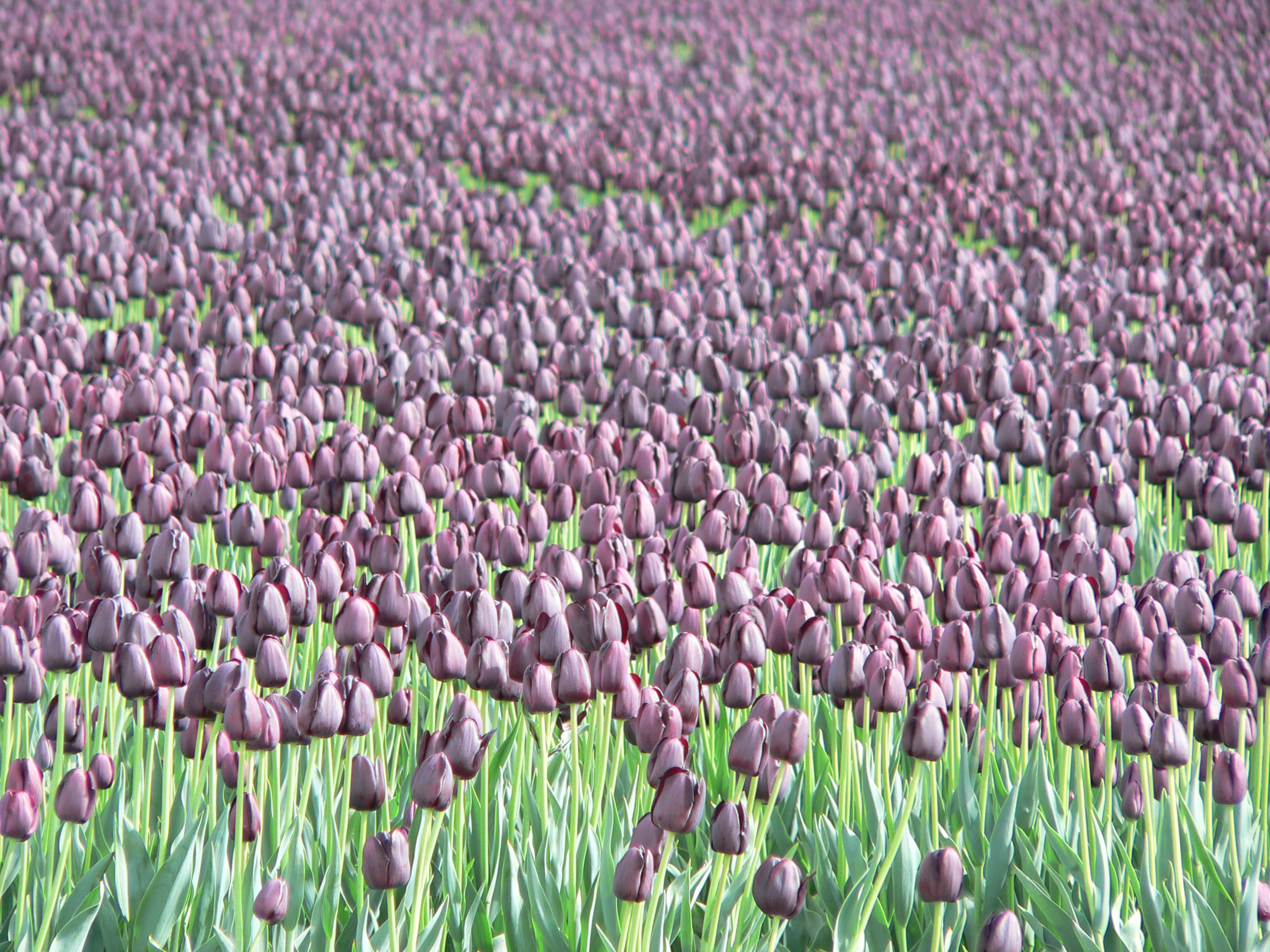 flowers, fields, tulips, purple flowers - desktop wallpaper