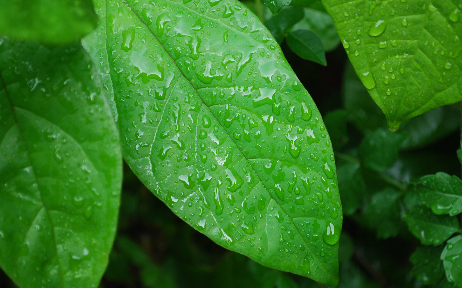 green, nature, leaves, wet, plants, water drops, macro - desktop wallpaper