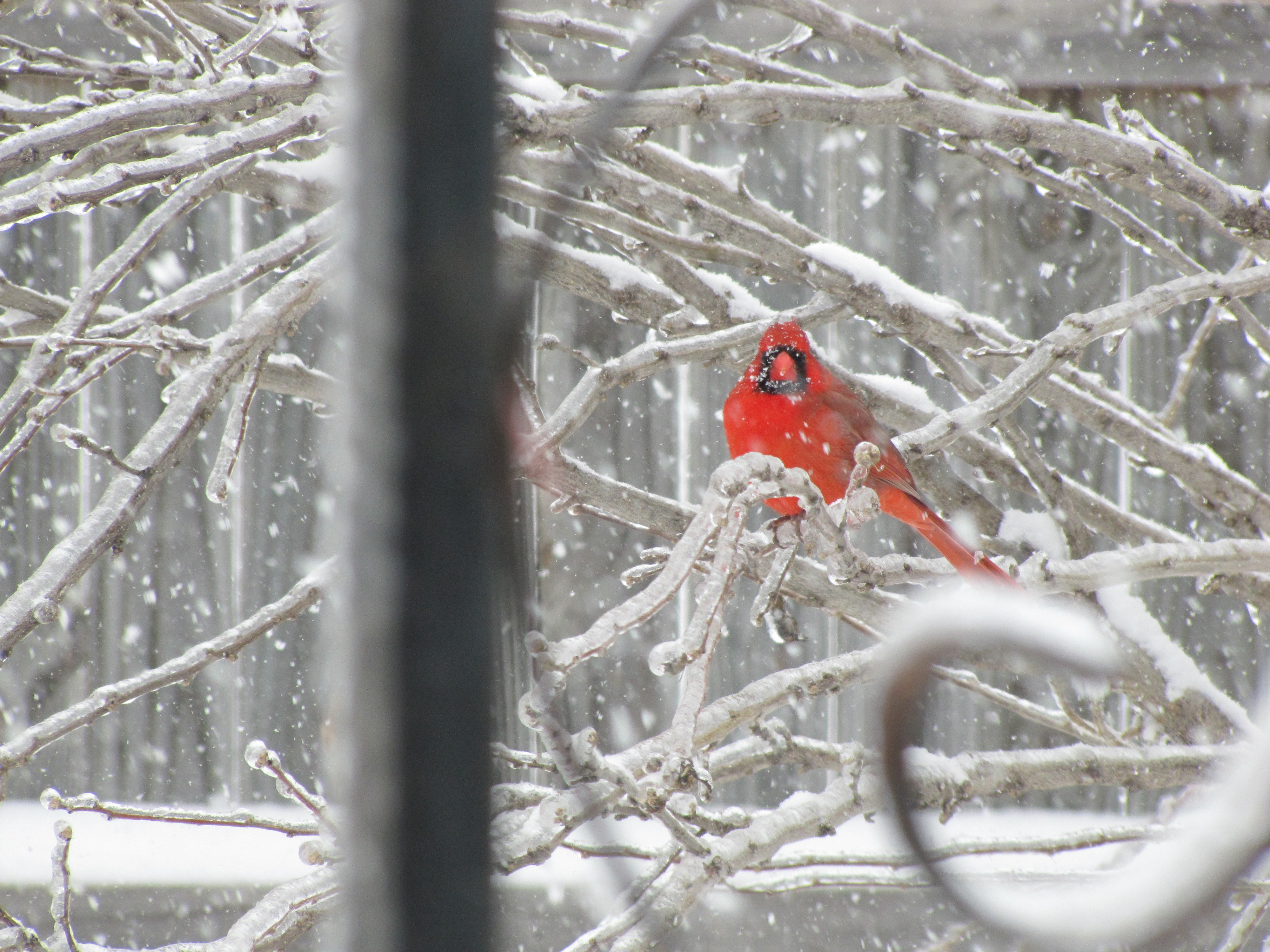 snow, birds, branches, Northern Cardinal - desktop wallpaper