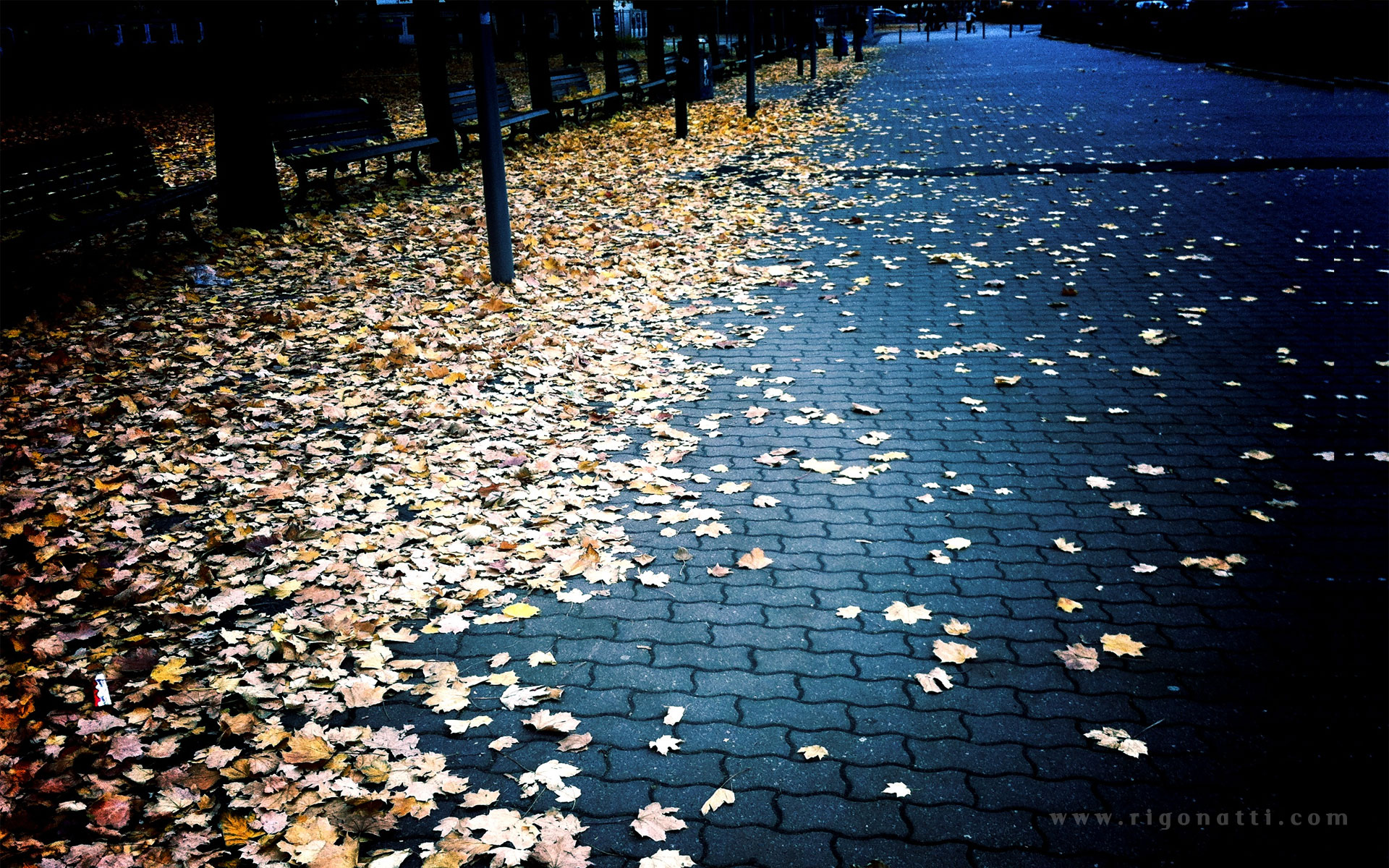 autumn, leaves, fallen leaves - desktop wallpaper