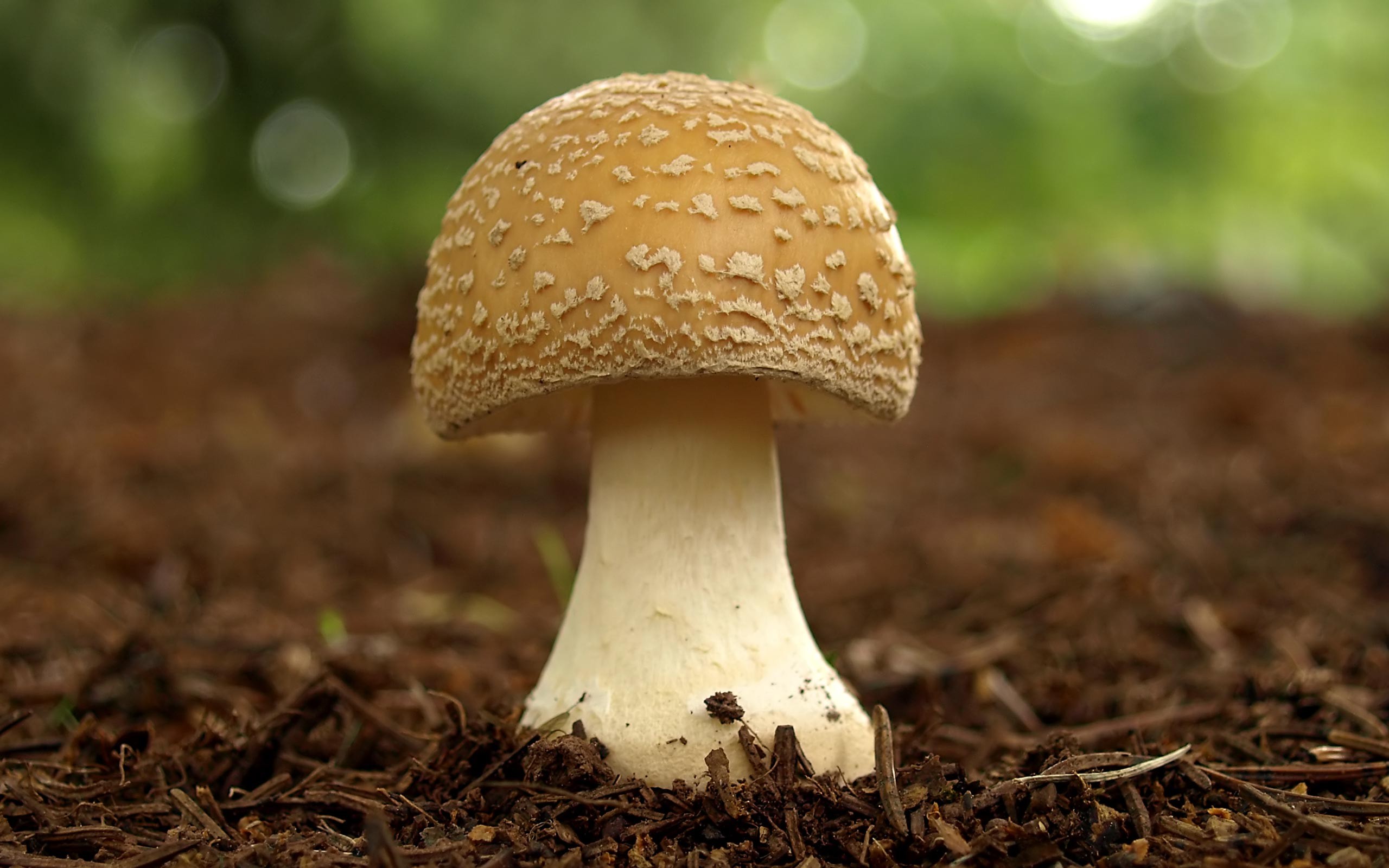 mushrooms, depth of field, Panther Cap Mushrooms - desktop wallpaper