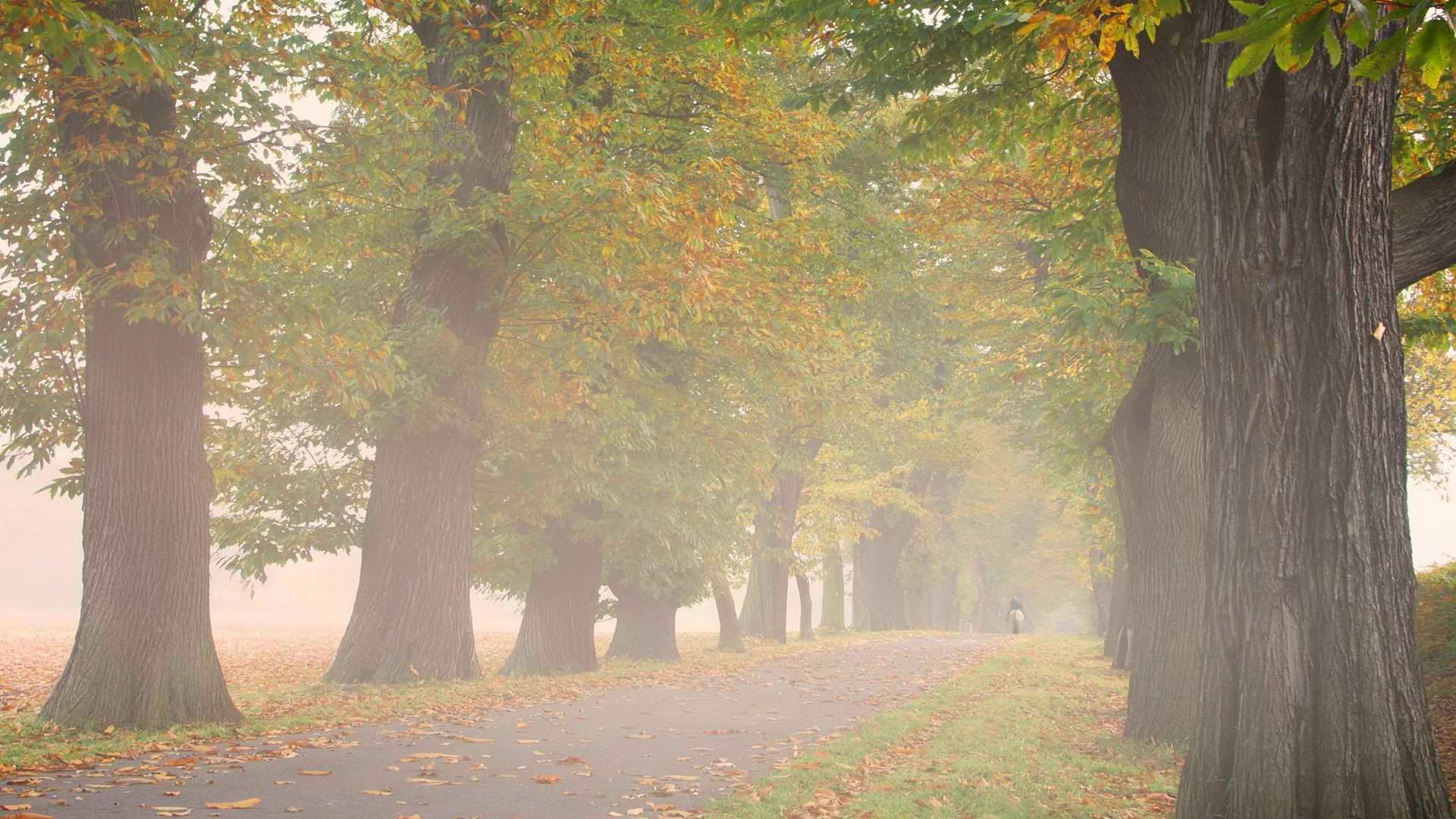 trees, autumn, Germany, mist, outdoors, Alley - desktop wallpaper