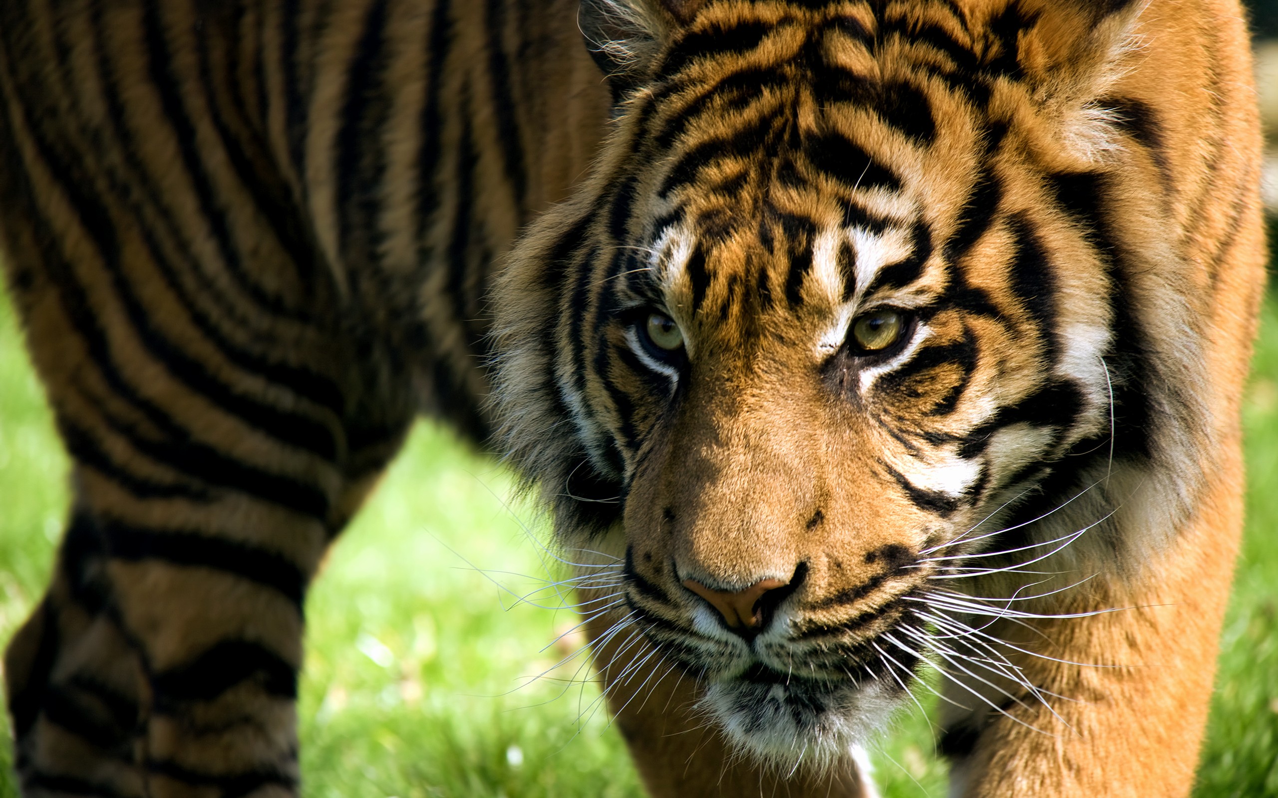 animals, tigers, feline - desktop wallpaper