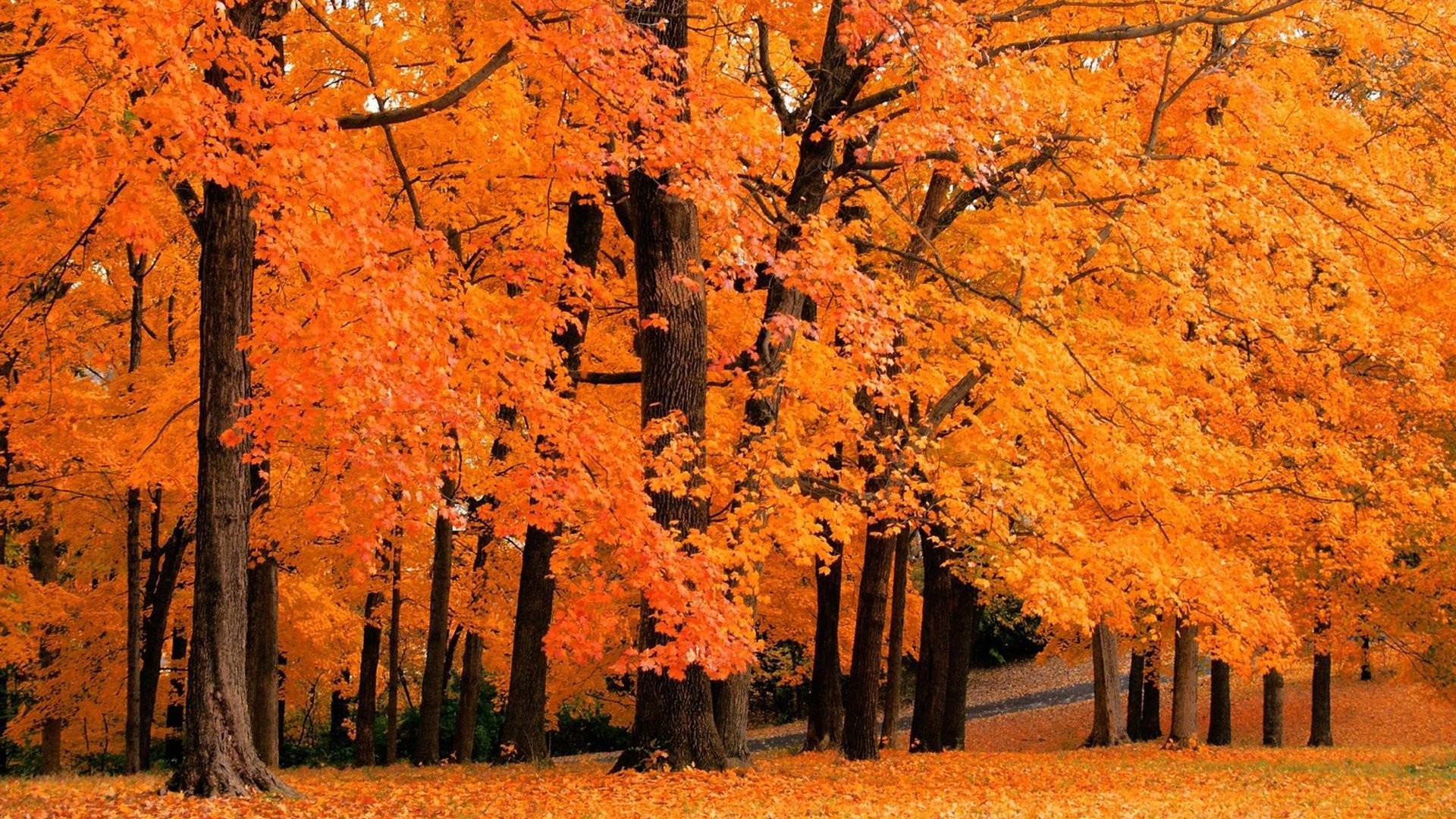 nature, trees, autumn, forests - desktop wallpaper