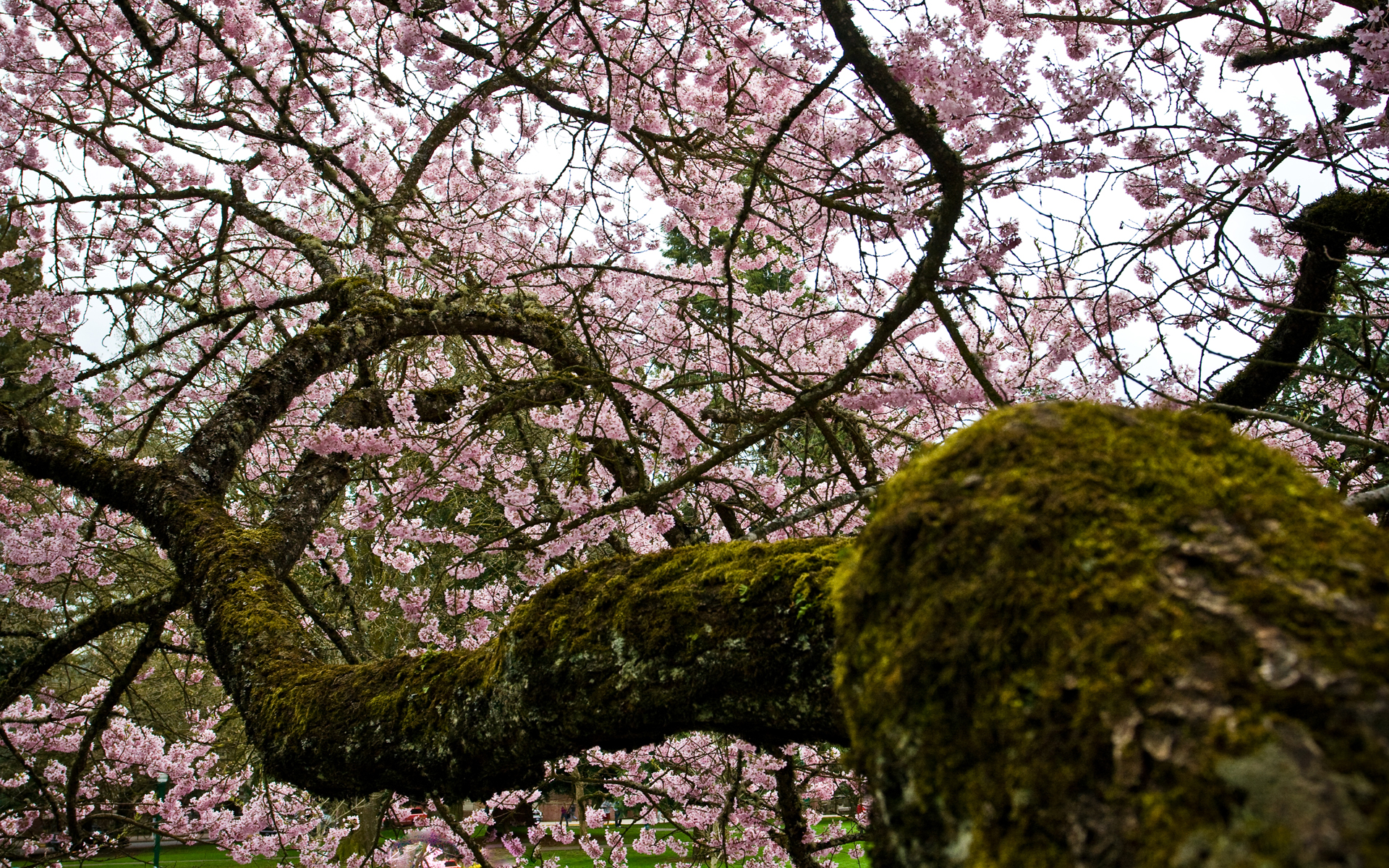 blossoms, moss, depth of field, pink flowers, flowered trees - desktop wallpaper