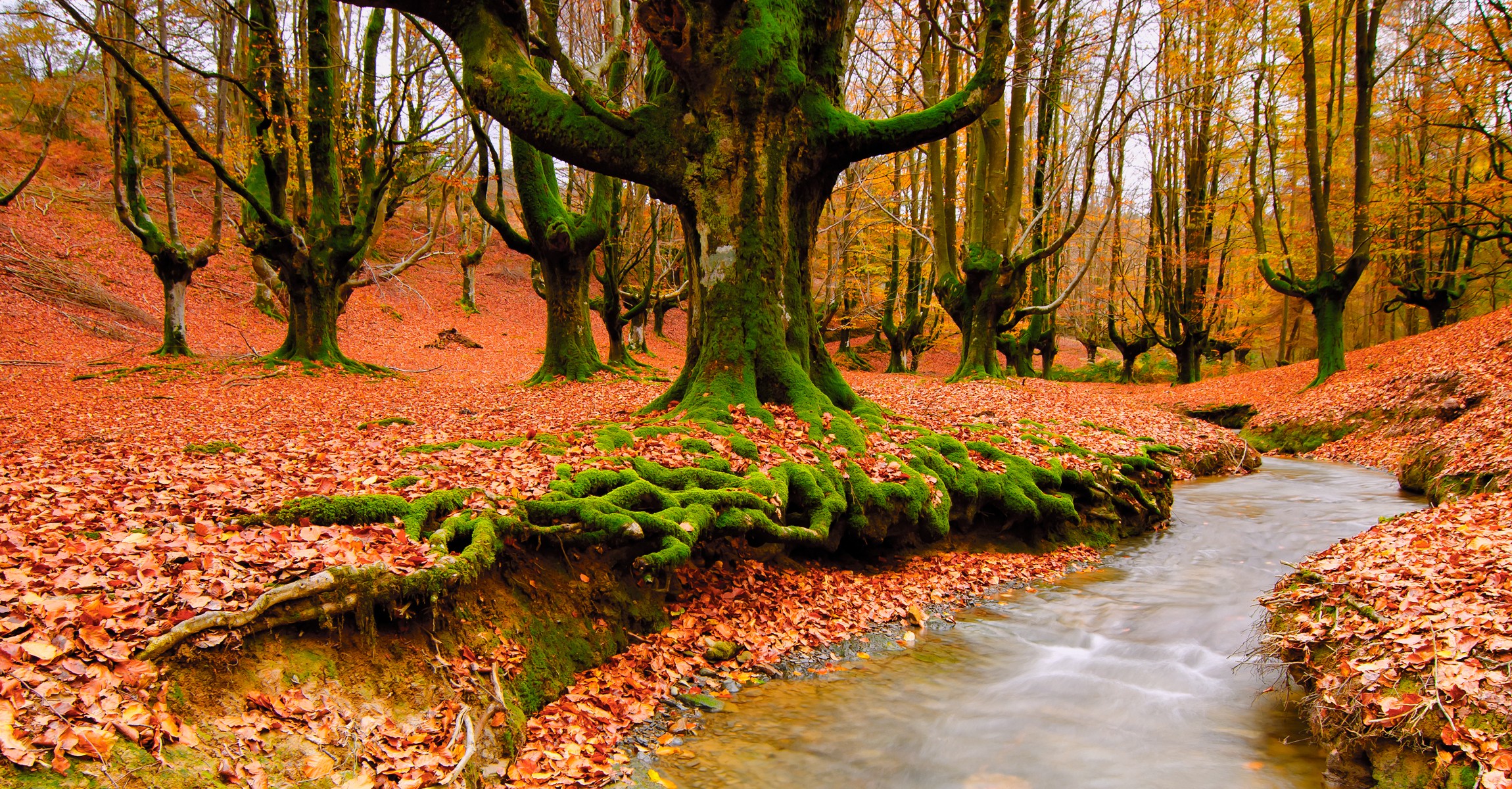 trees, autumn, leaves, streams, fallen leaves - desktop wallpaper