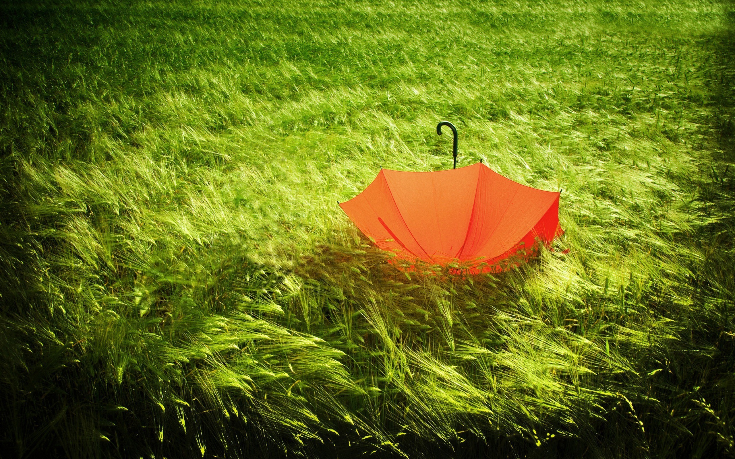 green, nature, orange, grass, umbrellas - desktop wallpaper